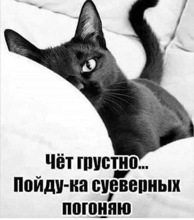 Котики