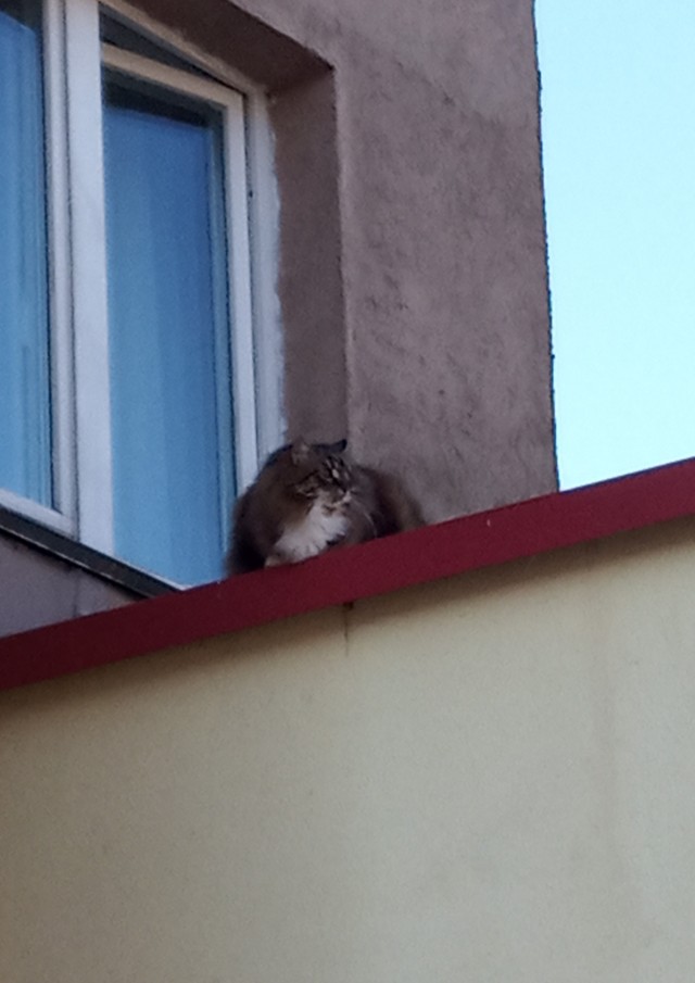 Коты, которые нас порадовали!