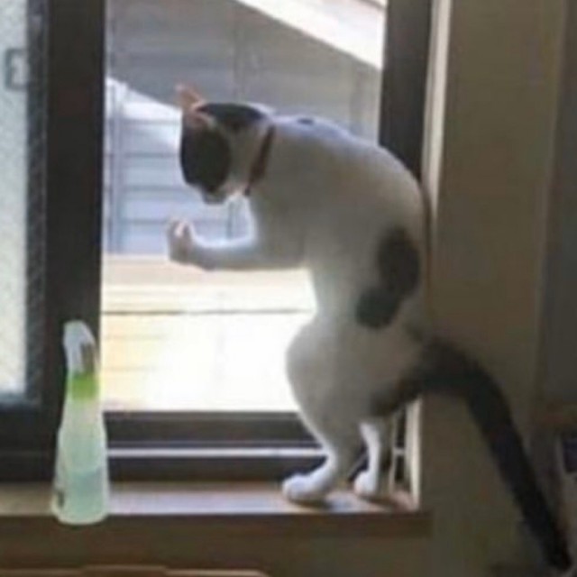 Эти забавные животные