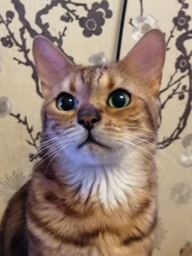 Даешь котовторник!