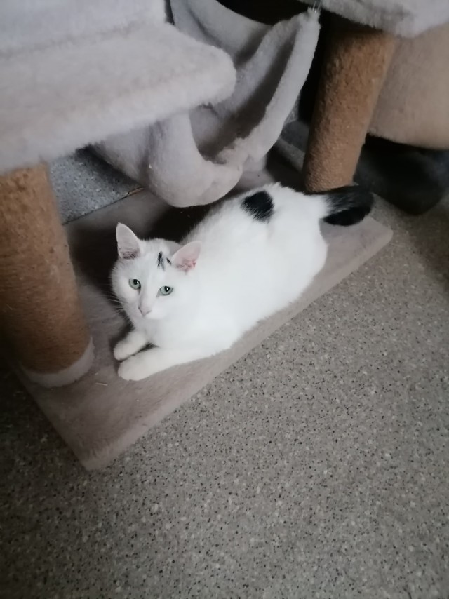 Кошки , кошечки, котяры 14.03.21