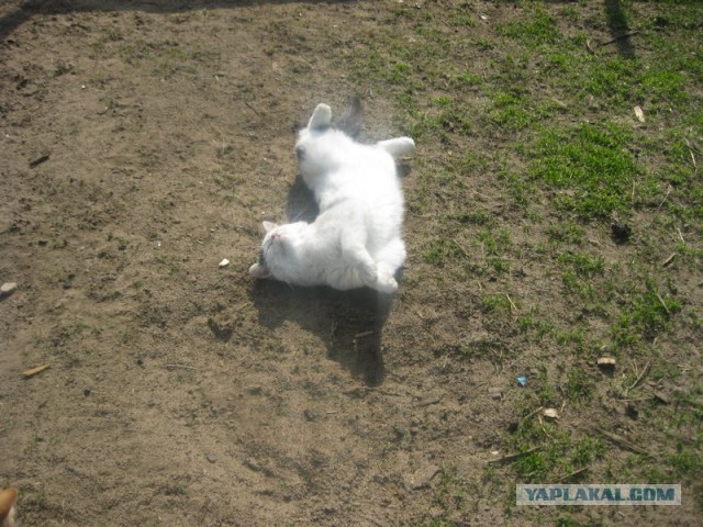 Жизнь домашнего приюта для котеек 340