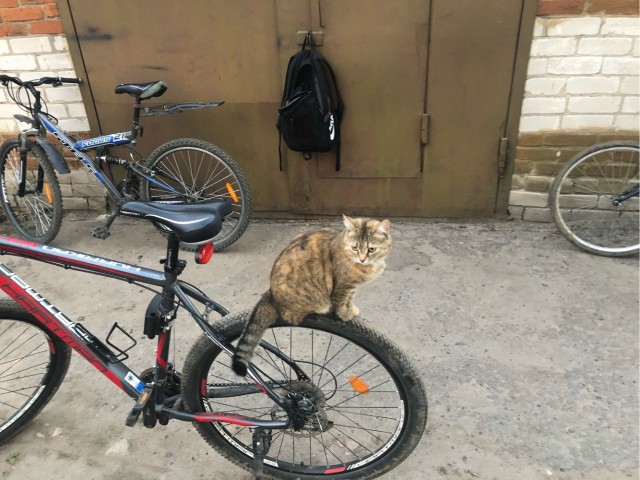 С котовторником!
