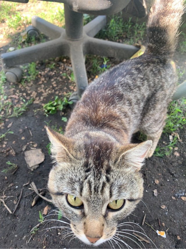 А котовторник уже начался?