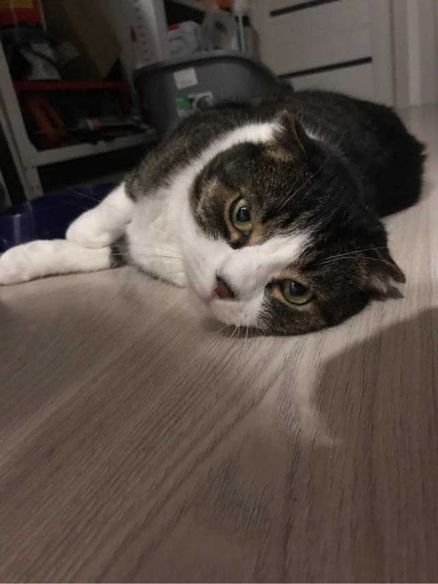 Хоба! Котовторник!
