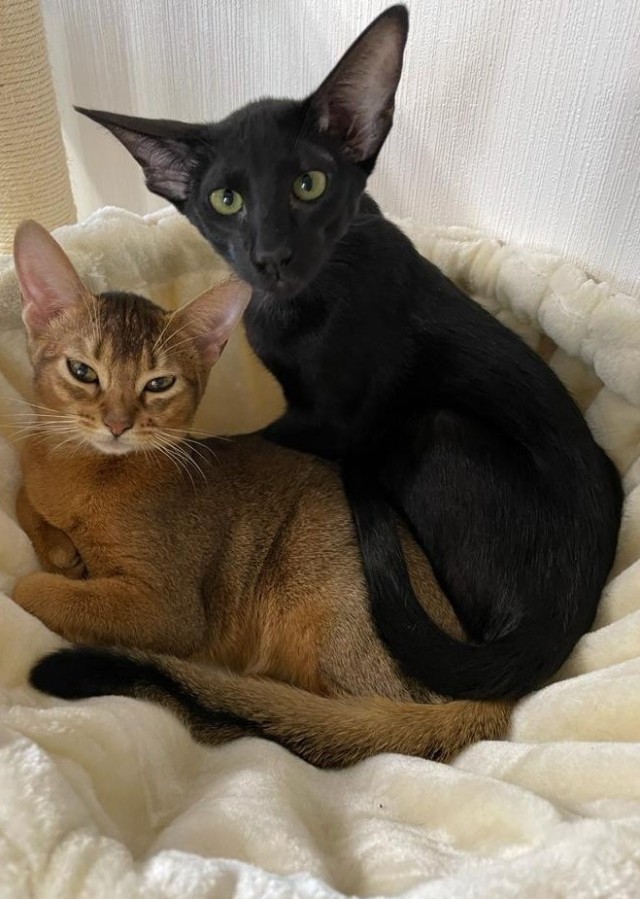 Хоба! Котовторник!
