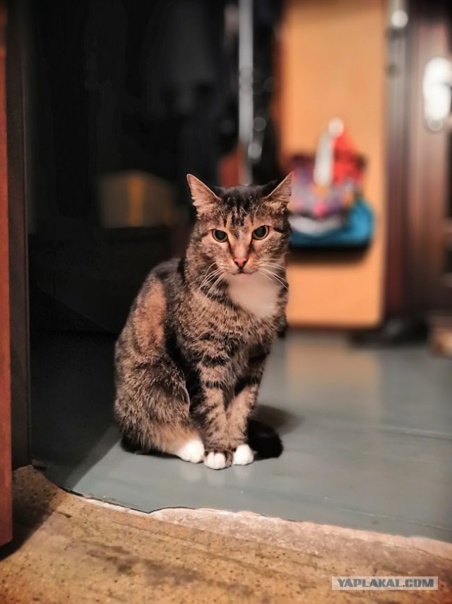 Котовторник. Поговорим о кличках, друзья