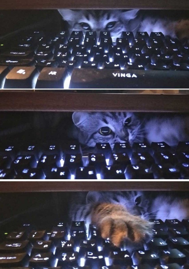 Котовторник