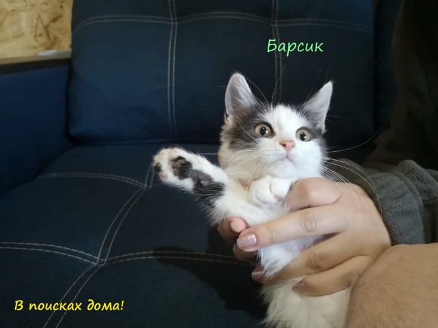 Жизнь домашнего приюта "Котоленд" 310
