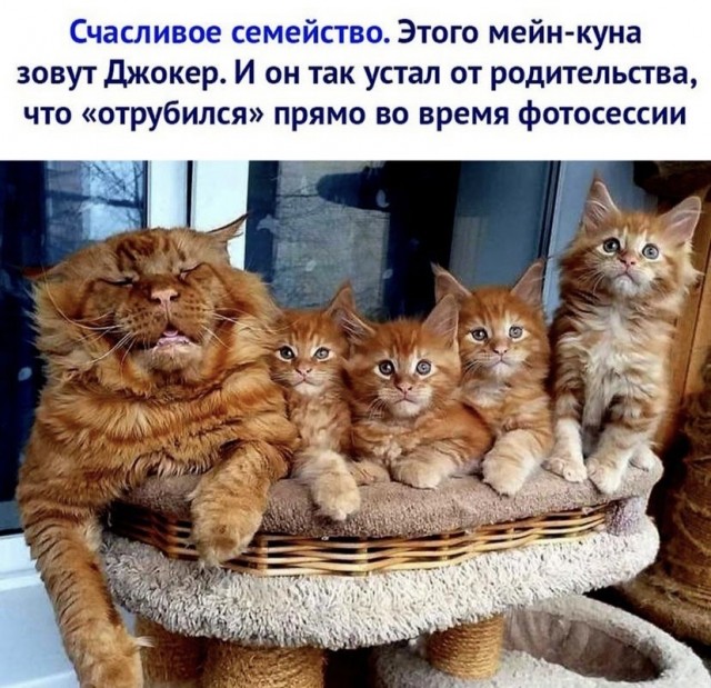 Картинки и мемы для настроения