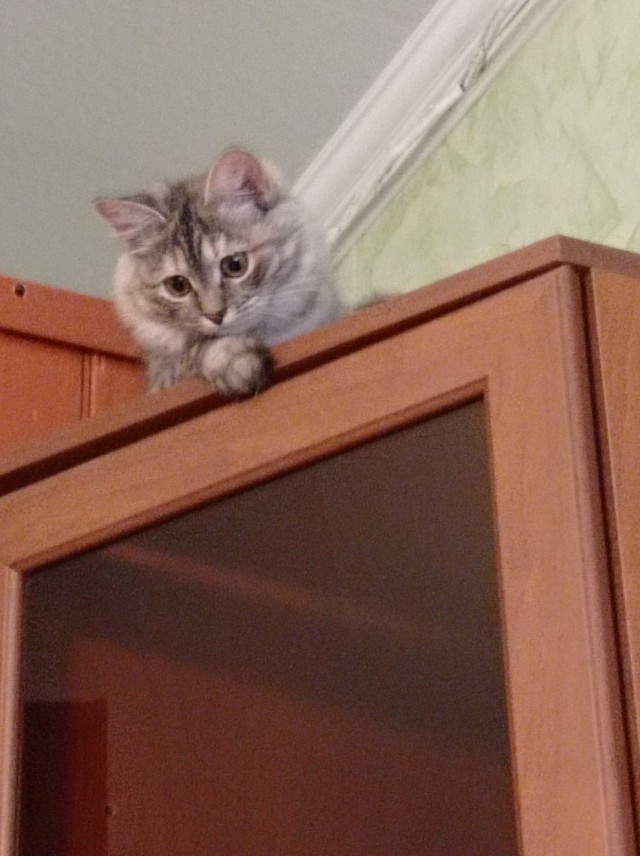 Котовторник 21.12.21