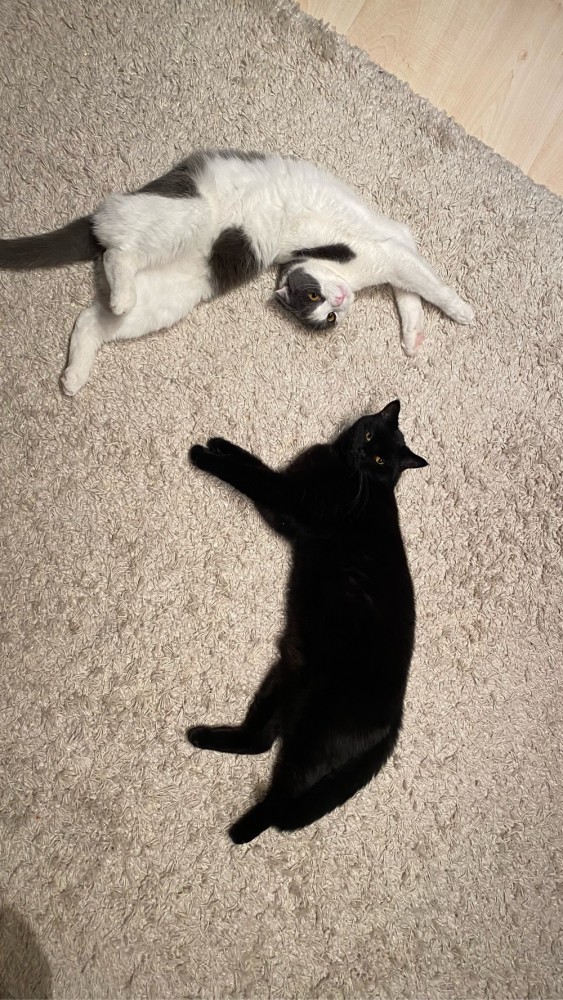 Котовторник 11.01.22