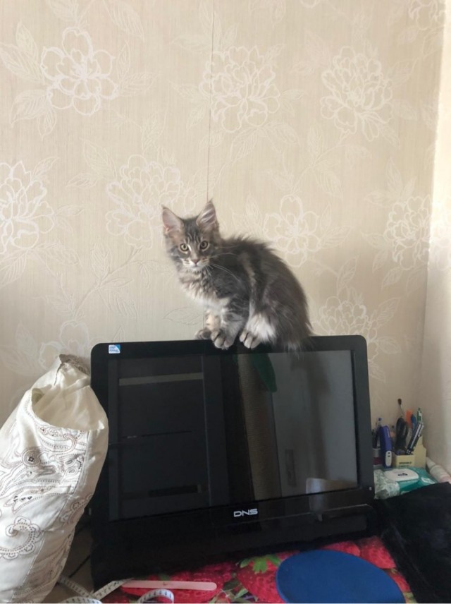 У нас пополнение