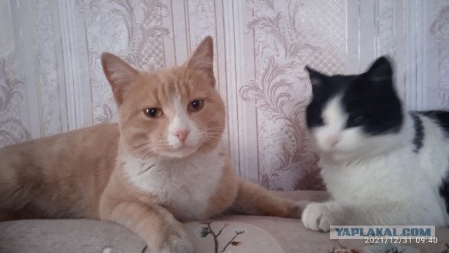 Персик, с днюхой!