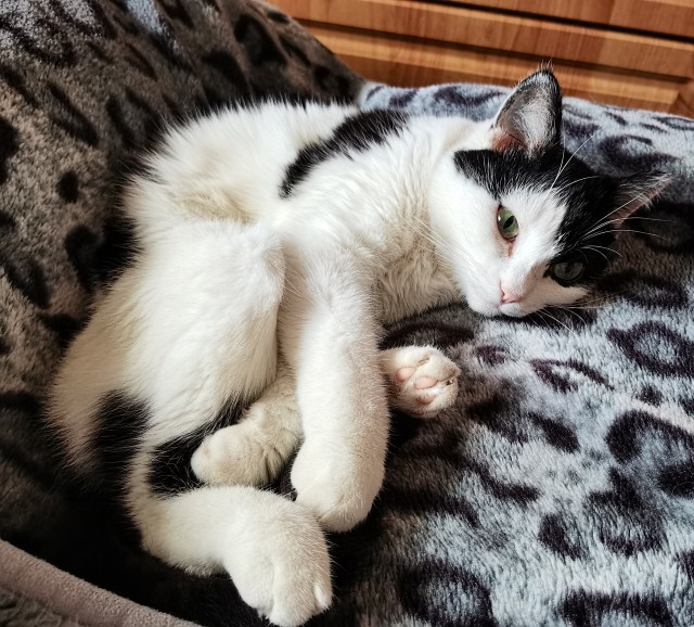 Лето и коты