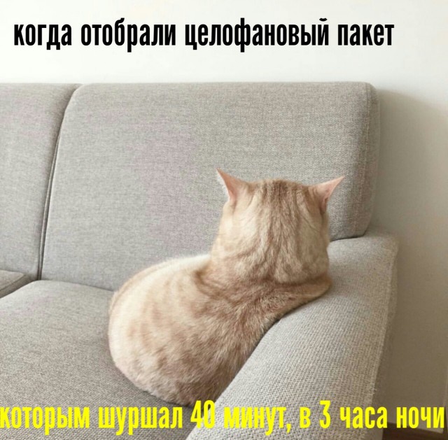 Весёлый полтишок 18.08.22