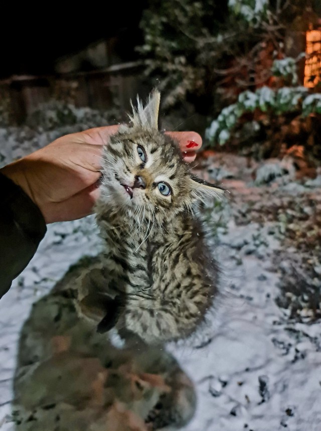 Найденыш