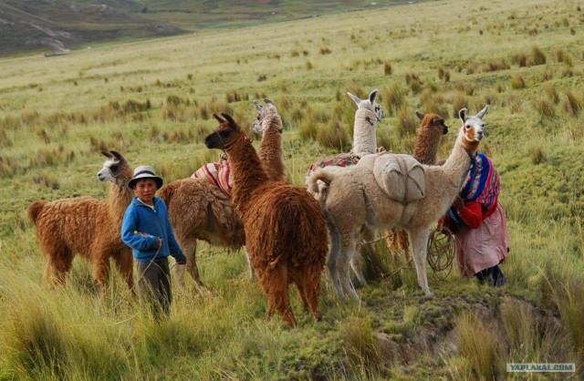 Южно-Американский дневник. Перу.