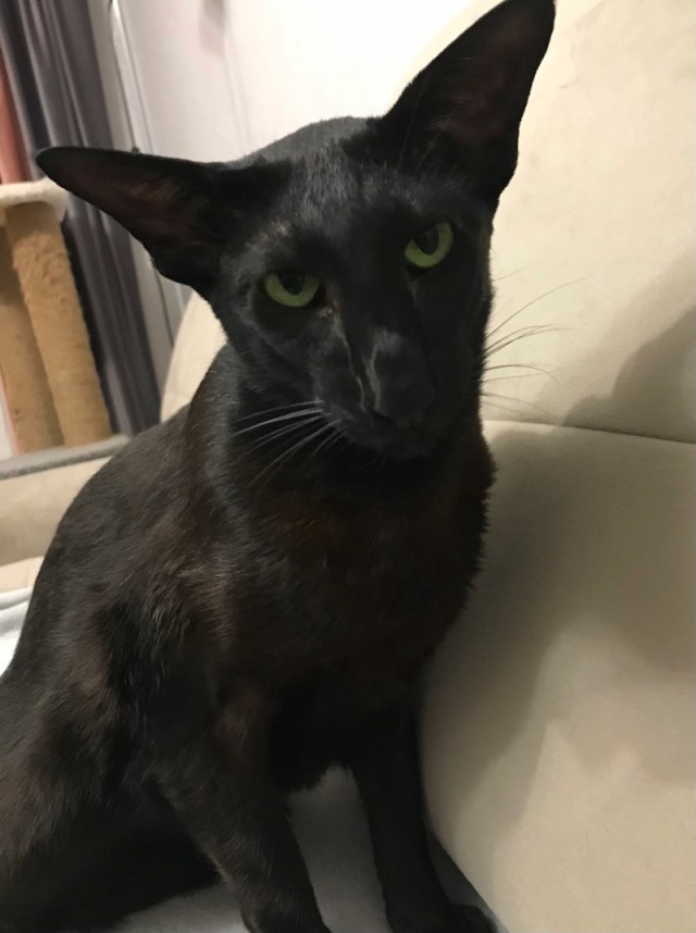 Мой котовторник