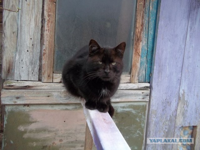 Жизнь домашнего приюта для котеек 440