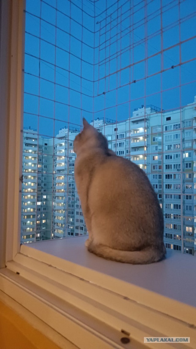 Балкон для кота на окно установлен у кого нить?