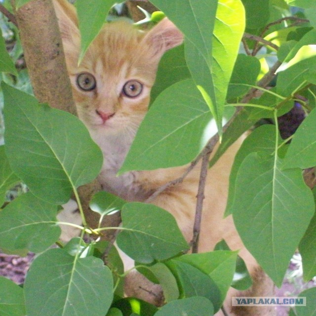 Наш кот и сад