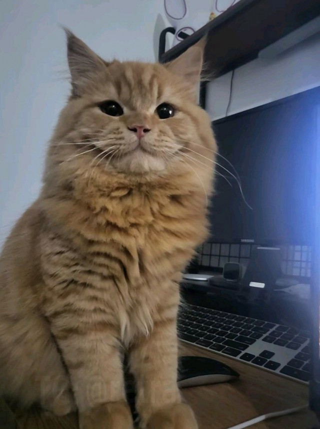 Чеширский Кот существует