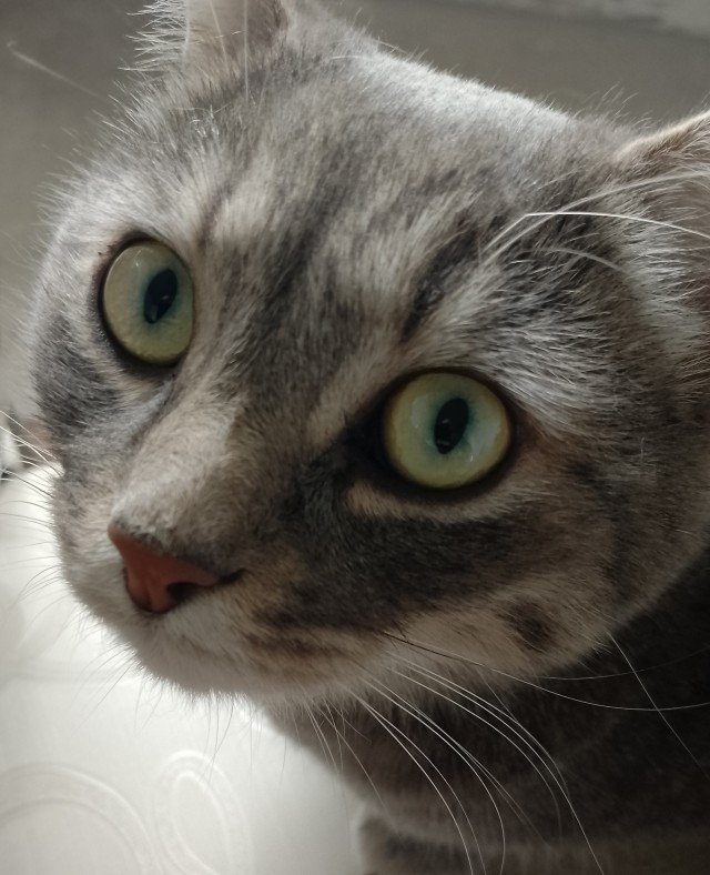 Котовторник