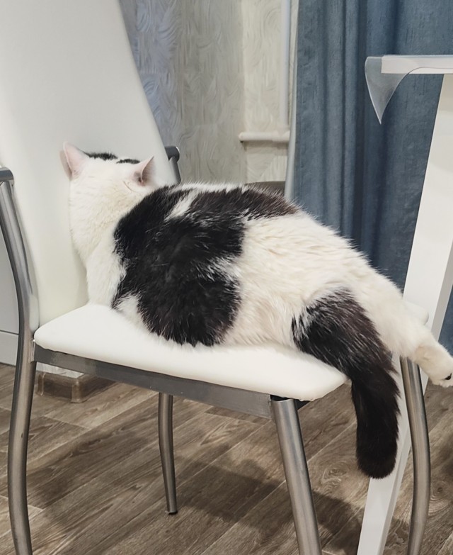 Котовторник в картинках