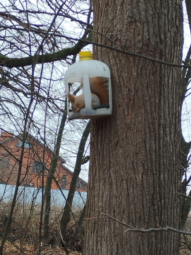 Белочка пришла