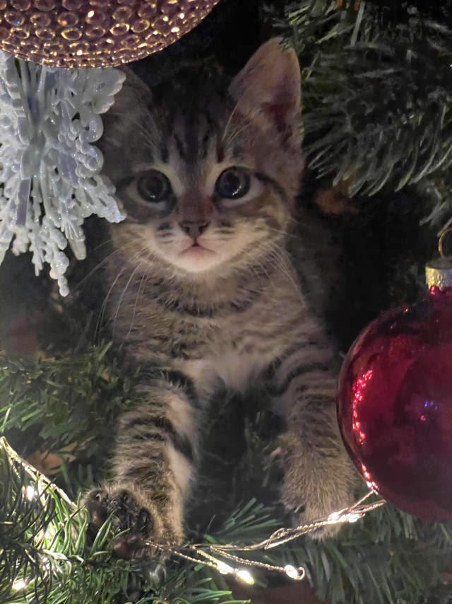 Котовторник