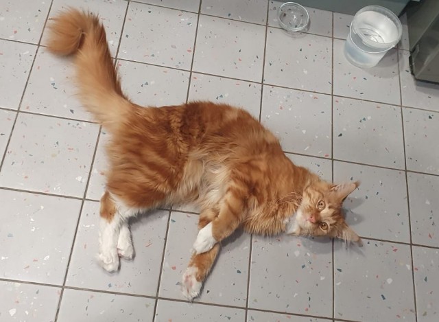 Мой кот