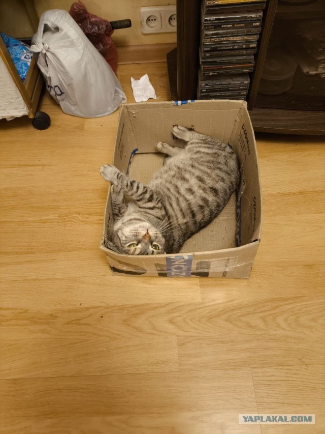 Дикие кошки,  это те же кошки,  только дикие