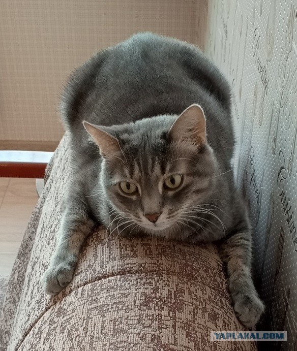 Котовторник !