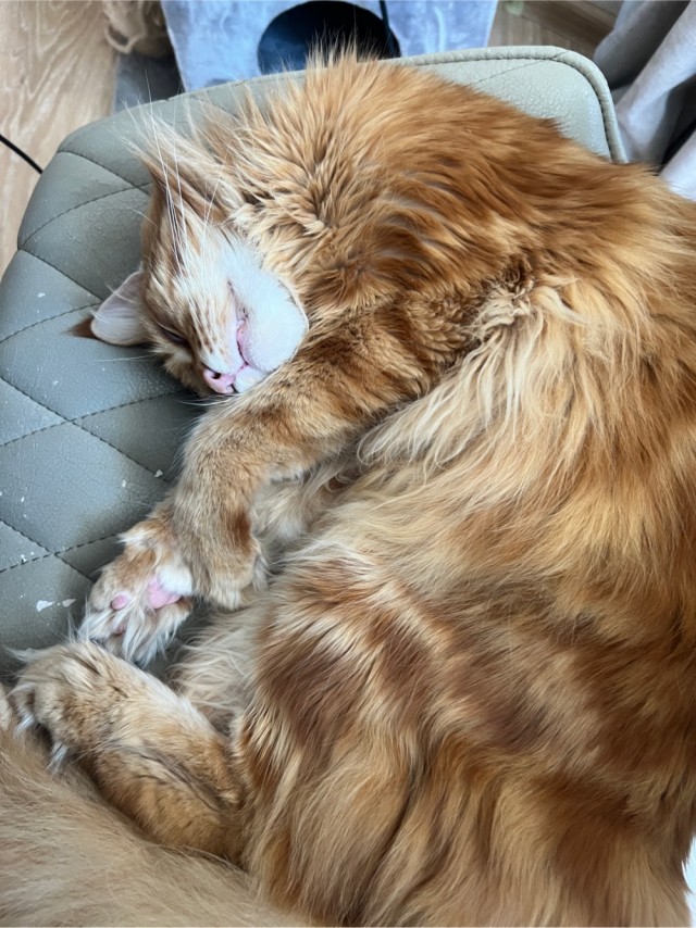 Котовторник
