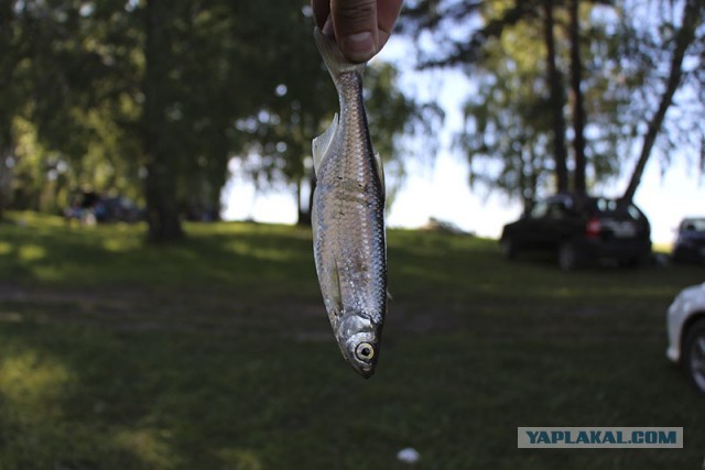 Не люди выбирают кота