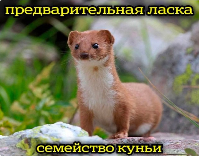 Так начинается песец