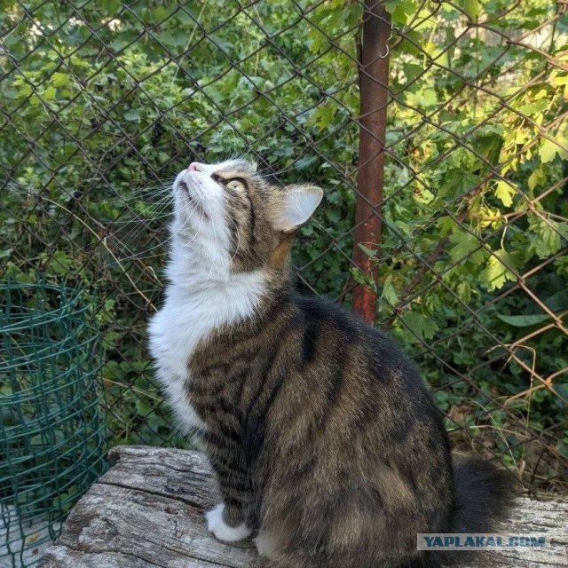 К котовторнику