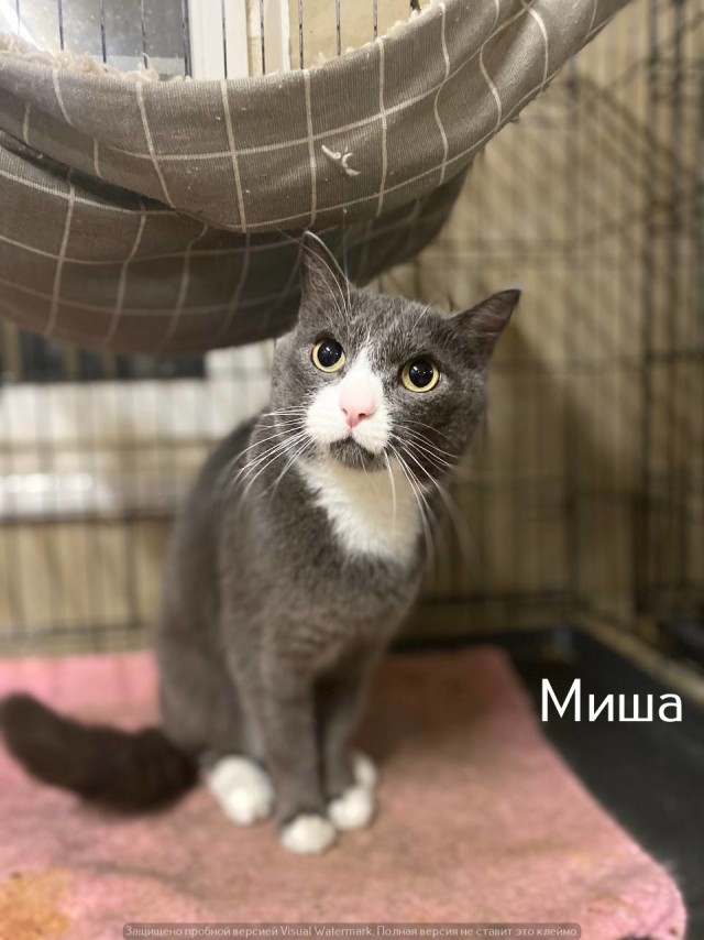 Жизнь домашнего приюта "Котоленд" 529