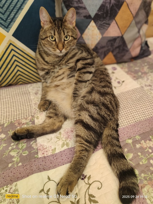А я, допустим