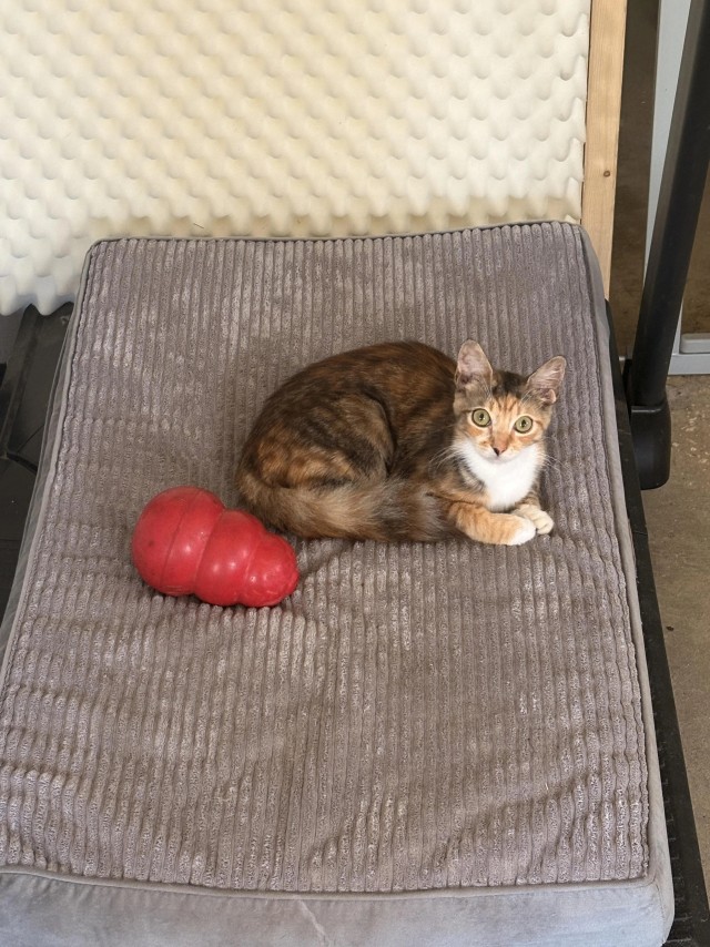 Рандомных фото котов тред