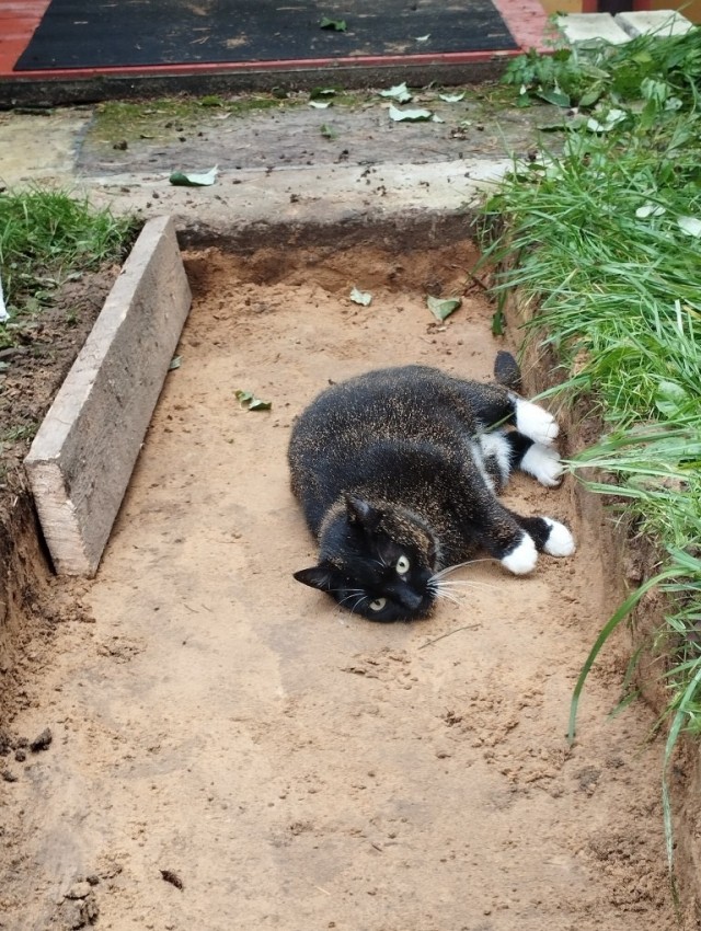 Необычный подарок котейке.
