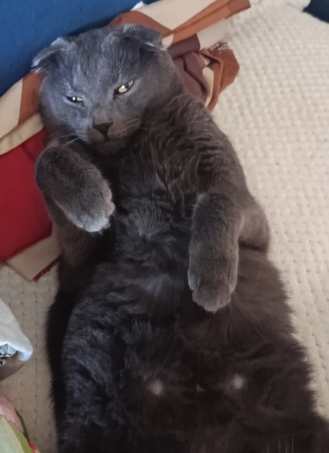 Фотки красивого кота.