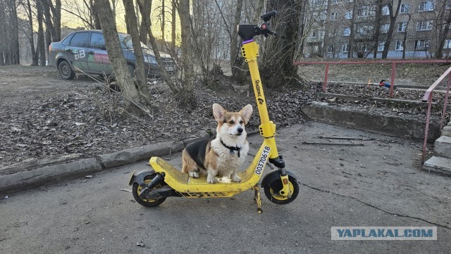 Собакочетверг)