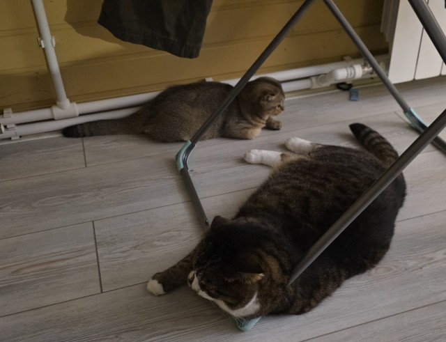 Очередной котовторник