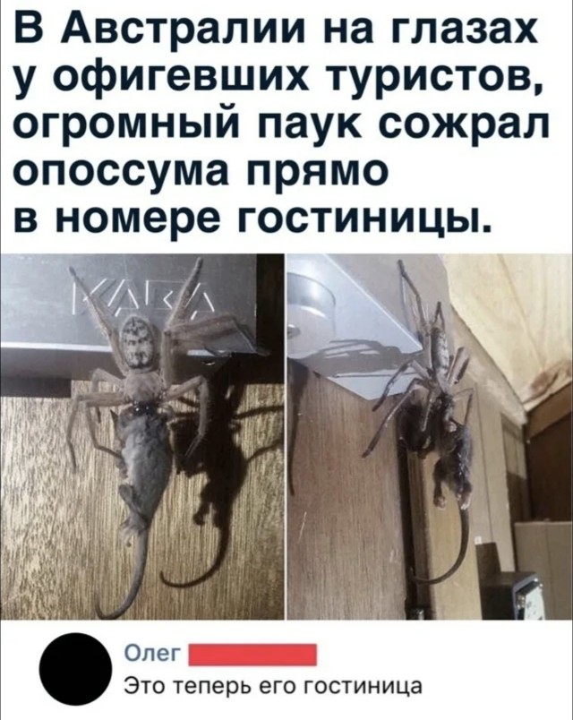 Да идите вы нафиг с вашей Австралией
