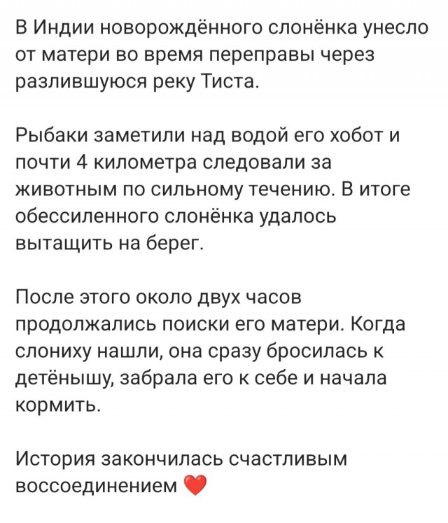 *БАЯН*Спасли слоника.