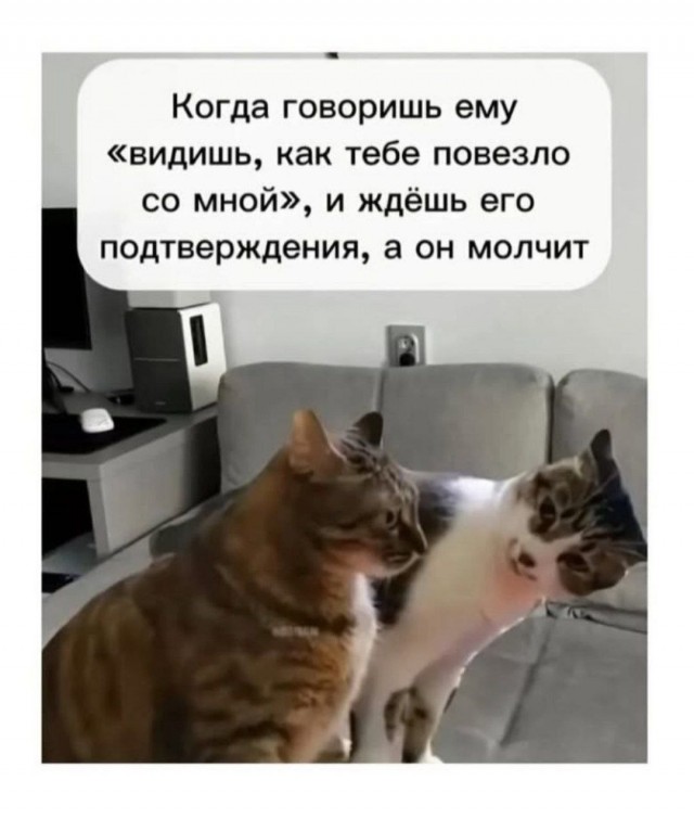 Подборка картинок-баянов с котиками и про котиков. Выпуск 47