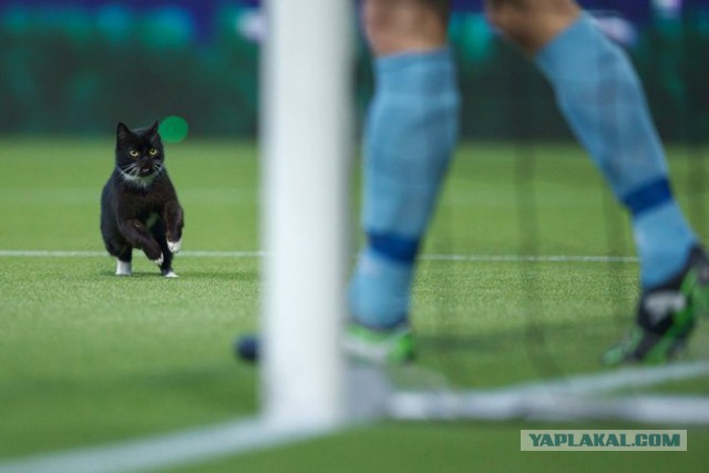 7 котов, которые интересуются футболом