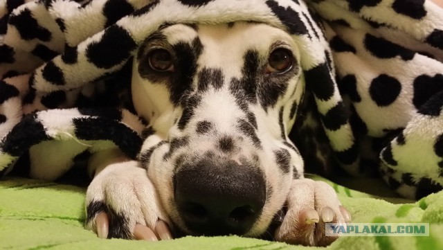 Собакочетверг